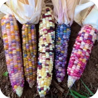 🫥 kukurydza, kukurydza klejnot, kolorowy, rolnictwo, żniwa telegram sticker