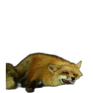 🥱 fox, animal, cute, lying down, tongue, relaxed telegram sticker