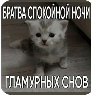 👍 БРАТВА СПОКОЙНОЙ НОЧИ ГЛАМУРНЫХ СНОВ whatsapp sticker