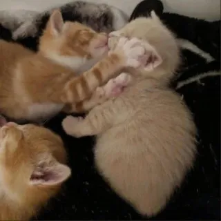 🤍 gatinho, gatos, animais, animais de estimação, fofo, dormindo telegram sticker