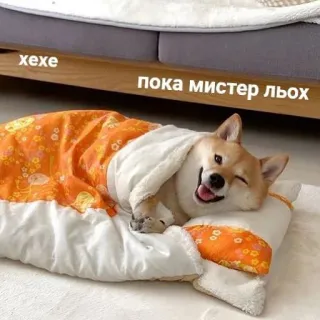 👋 xexe
пока мистер льох หมา, น่ารัก, สัตว์, นอน, ชิบะอินุ telegram sticker