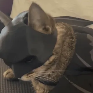 🐱 Batman gato, Batman, fantasia, animal, animal de estimação, engraçado, herói whatsapp sticker