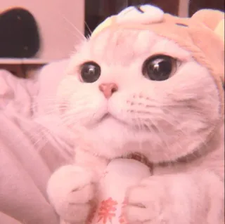 🐈 栗原 cat, cute, animal, kitten, milk, kawaii whatsapp sticker