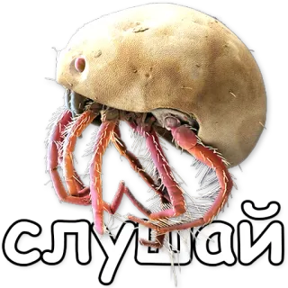 👂 СЛУШАЙ tick, insect, animal, slushai, listen telegram sticker