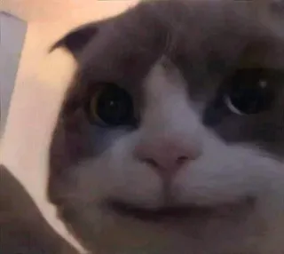 🎃 gato, fofo, animal de estimação, animal, gato doméstico whatsapp sticker