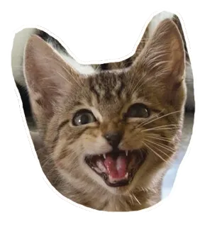 🐱 gato, gatito, animal, mascota, lindo, gracioso, sonriendo telegram sticker