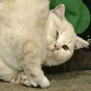😆 gatto, animale domestico, animale, carino, felino, domestico telegram sticker