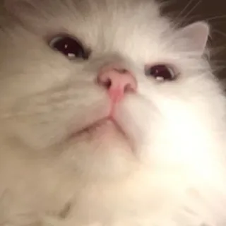 😤 kot, biały, puszysty, słodki, zwierzę telegram sticker