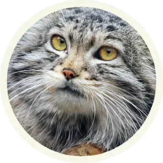 😐 кот, животное, дикий кот, манул, млекопитающее, милый, природа telegram sticker