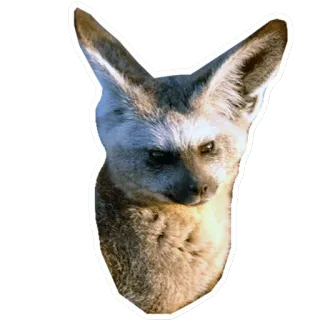 🦊 bat-eared fox, animal, mammal, wildlife, fox, ear telegram sticker
