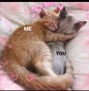 💖 ME YOU gatos, amor, fofo, animais, relacionamento, corações telegram sticker