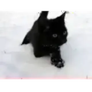 🤩 cat, black cat, kitten, snow, winter, cute, animal telegram sticker