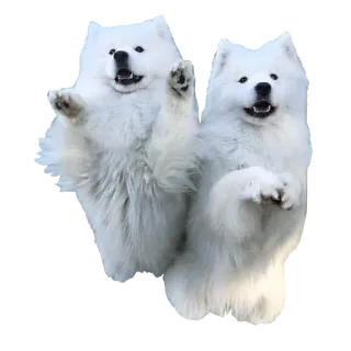👐 犬, サモエド, 可愛い, 動物, 子犬, 白い telegram sticker