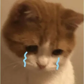 😭 cat, crying, sad, meme, sticker telegram sticker