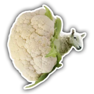 🐏 coliflor, oveja, verdura, animal, híbrido, comida whatsapp sticker