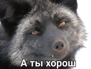 👉 А ты хорош raposa, animal, engraçado, meme, fofo telegram sticker