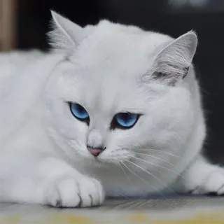 😕 gato, gato branco, olhos azuis, animal, animal de estimação, fofo, animal doméstico telegram sticker