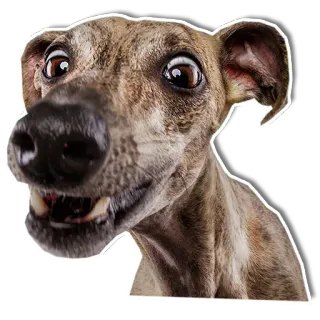 🤗 chien, animal, animal de compagnie, lévrier, drôle telegram sticker