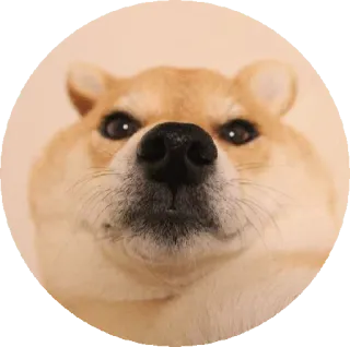 😳 개, 동물, 애완동물, 귀여운, 시바견 telegram sticker