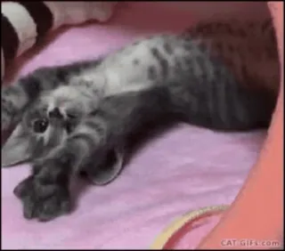 💞 CAT-GIFS.com 猫, 小猫, 搞笑, 动物, 可爱, 宠物 telegram sticker