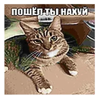🐱 пошёл ты нахуй chat, offensant, russe, impoli, animal telegram sticker