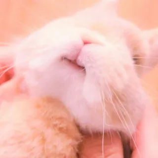 🐰 cat, pet, animal, domestic cat, feline whatsapp sticker
