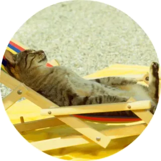 🤑 chat, bain de soleil, plage, détente, chaton, chaise telegram sticker