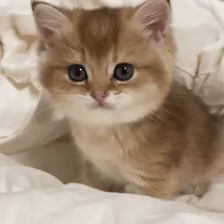 😈 Kätzchen, Katze, süß, Tier, Haustier, Hauskatze, Katzenartig whatsapp sticker