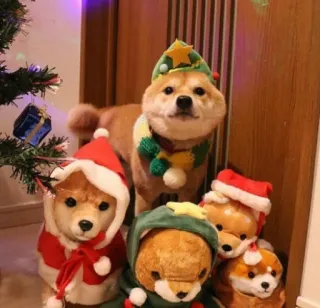 🎁 hond, kerst, winter, vakantie, schattig, shiba inu, feestelijk, viering telegram sticker