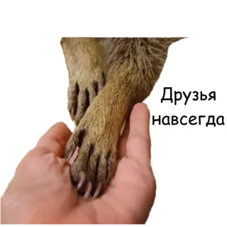 ✌ Друзья навсегда pata de cachorro, amizade, para sempre, cachorro, mão telegram sticker