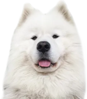 😳 Hund, Samojede, weißer Hund, süß, Tier whatsapp sticker