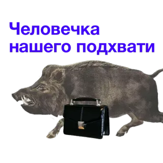 💁 Человечка нашего подхвати jabalí, animal, maleta, texto, ruso telegram sticker