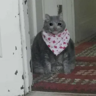 😭 cat, animal, pet, sad, bandana, tears telegram sticker