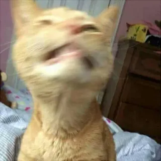 🕳 cat, animal, meme, funny, pet whatsapp sticker