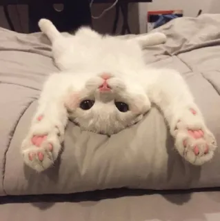 ⚡️ แมว, น่ารัก, สัตว์, สัตว์เลี้ยง, แมวขาว telegram sticker