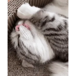 😴 mèo, mèo con, ngủ, động vật, dễ thương, thú cưng, động vật nhà, động vật có vú telegram sticker