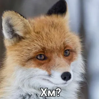 🤔 Хм? raposa, animal, pergunta, russo, curioso telegram sticker