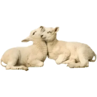 @wisdom_droplets A Animals — @stckrRobot telegram stickers