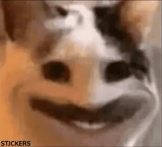 😂 STJCKERS visage, mème, drôle, déformé whatsapp sticker