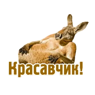 TCA whatsapp stickers