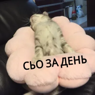 😕 СЬО ЗА ДЕНЬ gatto, stanco, carino, dormire, cuscino, ucraino whatsapp sticker