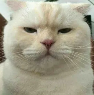 😑 chat, en colère, animal de compagnie, animal, mème telegram sticker