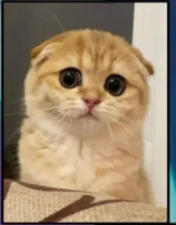 🤔 แมว, สัตว์, น่ารัก, เศร้า, สก็อตติชโฟลด์, ลูกแมว telegram sticker