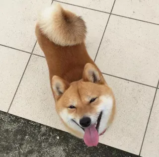 😋 anjing, shiba inu, hewan peliharaan, hewan, lucu, bahagia whatsapp sticker