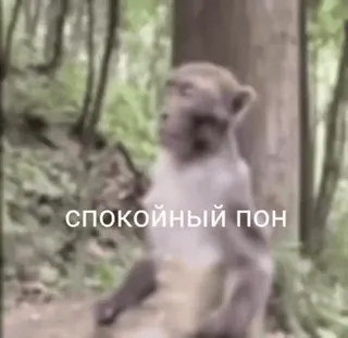 😃 спокойный пон ลิง, สงบ, ป่า, มีม, สัตว์ telegram sticker