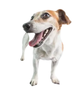 😄 собака, животное, питомец, джек рассел терьер, счастливый, милый telegram sticker