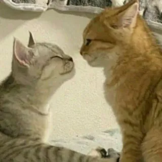 🐈 고양이, 새끼 고양이, 동물, 애완 동물, 우정, 귀여운, 반려 동물 telegram sticker