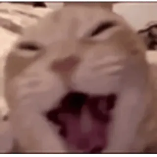 🤩