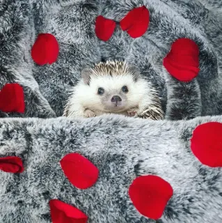 🦔 egel, dier, huisdier, schattig, rode bloemblaadjes, grijze vacht telegram sticker
