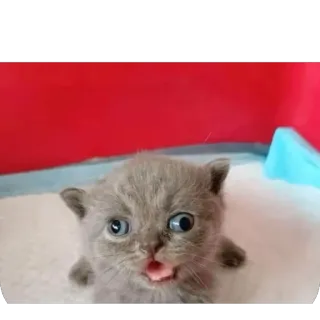 🐱 kat, kitten, schattig, dier whatsapp sticker